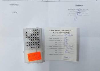 Od ręki PRIMA matki unasiennione czerwiące