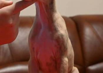 Whippet Chart Angielski