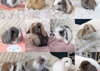 Króliki miniaturki mini lop małe karzełki baranki