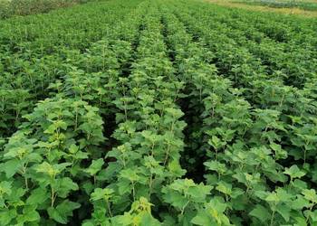 Sprzedam sadzonki porzeczki czarnej