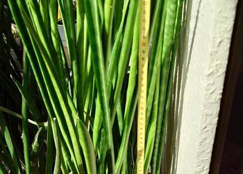 Sansevieria subtilis odrost 67 cm kolekcjonerska sansewieria rzadkość
