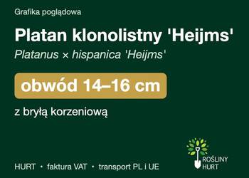Platan klonolistny 'Heijms' obwód 14-16 cm, z bryłą – HURT