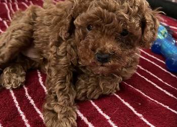 Pudel Miniatura Red samica