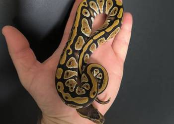 Pyton królewski Cypress poss Yellow belly