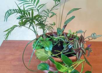 Misa, donica: maranta (Ctenanthe), Scindapsus złoty, aptenia