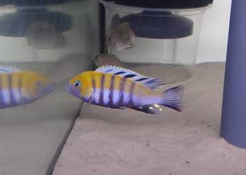 pyszczak, Cynotilapia afra "Cobue" Pyszczak afra "Cobue"