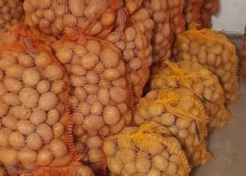 Ziemniaki odmiana melody.