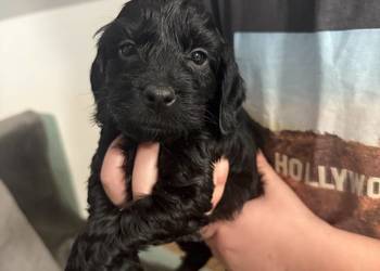 Cockapoo