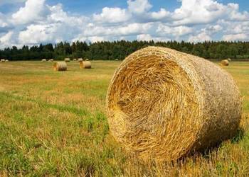 Siano pierwszy pokos 130 cm