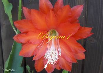 EPIPHYLLUM  czerwone, AKSAMITNE --epifilum, kaktus