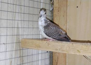 Gołąbek diamentowy szek 25r