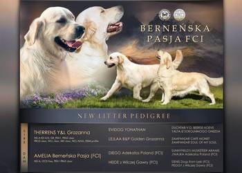 Golden Retriever FCI Zkwp szczenieta