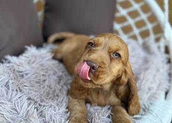 Piękny piesek Cocker Spaniel Angielski czekoladowy nos rodowód chip wyprawk