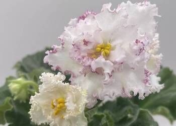 Fiołek afrykański kwitnąca sadzonka