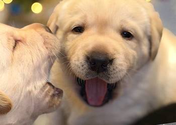Labrador czarne i żółte szczenięta