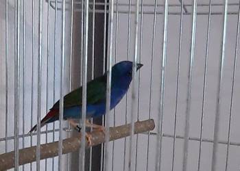 Papuzik błękitny forbes