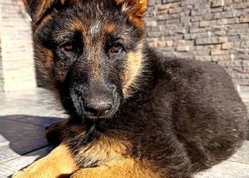 Owczarek Niemiecki Owczarek Niemiecki