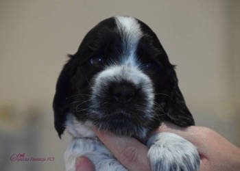 Cocker Spaniel Angielski - Brendy
