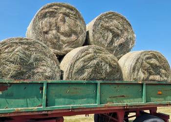 Sprzedam siano ok 160 bel.