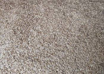 Sprzedam owies Bingo