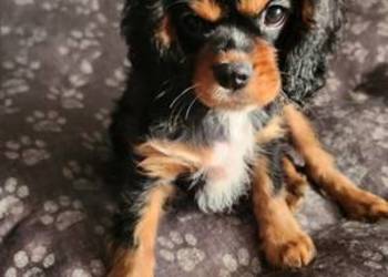 Cavalier king charls spaniel