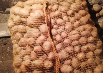 Sprzedam    ziemniaki  jadalne Sprzedam    ziemniaki  jadalne