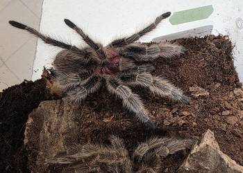 Grommostola porteri świeży samiec