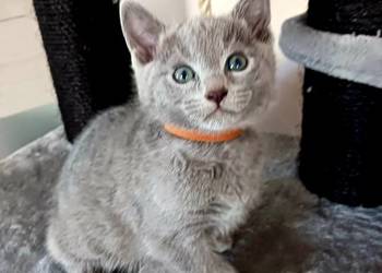 Rosyjskie niebieskie z rod 5 pok wstecz Bijou*pl