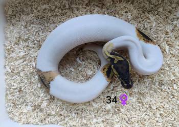 Pyton Królewski Regius Samica Pyton Królewski Regius Samica