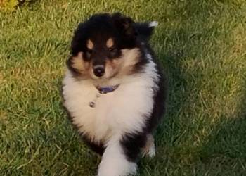 Owczarek szkocki collie ZKwP (FCI)