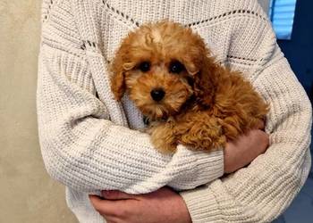 Malutki pudelek toy szuka domu kocha dzieci