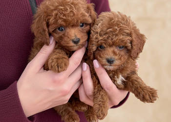 Sliczne pudel pudelki Toy i mini