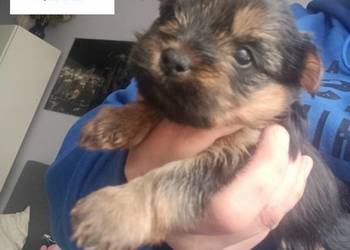 Yorkshire terrier dziewczynka