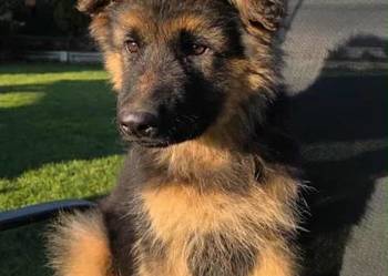 Owczarek niemiecki długowłosy