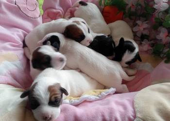 Jack Russell Terrier FCI ZKwP Wroclaw