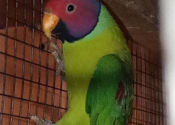 Aleksandretty Śliwogłowy.