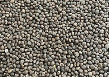 *Łubin SŁODKI* /Do Siewu/Na Poplon*