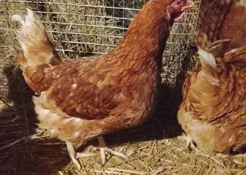 Kurki nioski młode wiejskie