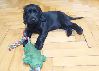 Cocker Spaniel Angielski czarnu piesek