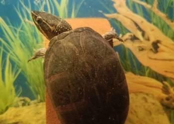 Piżmiki wonne Sternotherus odoratus – zdrowe osobniki dorosłe