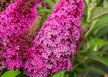 Budleja dawida, butterfly candy