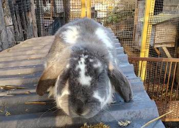 Sprzedam samca baran francuski