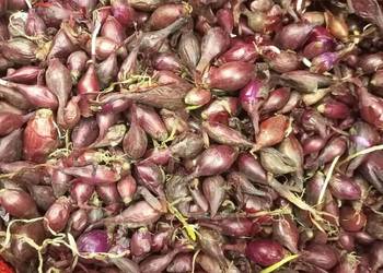 Cebula dymka Czerwona ROLEIN 8-14mm 20kg Holenderska Średnio wczesna