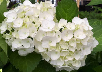 HORTENSJA SOEURE THERESE - sadzonki w doniczkach