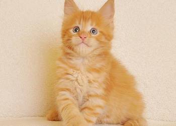 Przepiękny rudeczek Maine Coon - LEGALNA HODOWLA PZF/WCF
