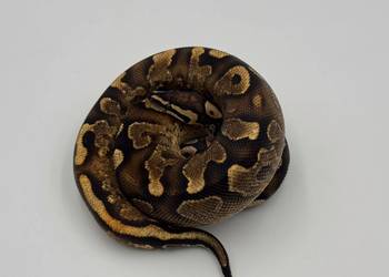 Sugar Yellow belly Phantom Orange dream samiecPyton królewski wąż gad