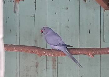 Aleksandretty obrożne różne mutacje