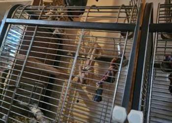 Duza klatka dla papug typu Ara zako