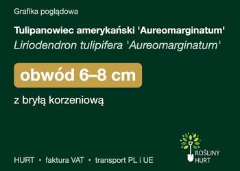 Tulipanowiec amerykański 'Aureomarginatum' obw. 6-8 cm, z bryłą