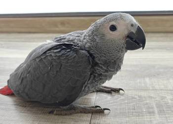 Żako Kongijskie 2026 Ręcznie karmione